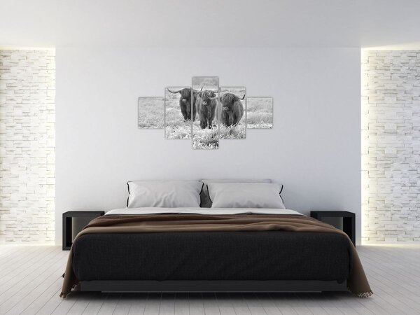 Obraz - Skotské krávy, černobílá (125x70 cm)