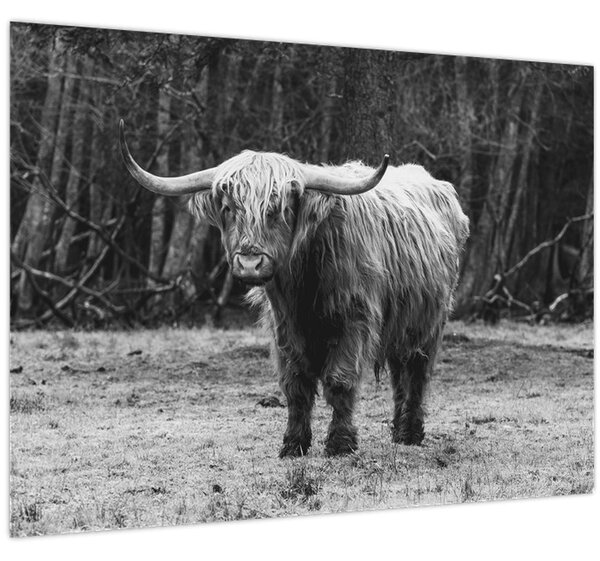 Obraz - Skotská kráva 3,černobílá (70x50 cm)
