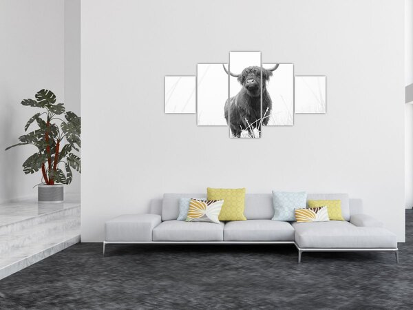 Obraz - Skotská kráva 4, černobílá (125x70 cm)