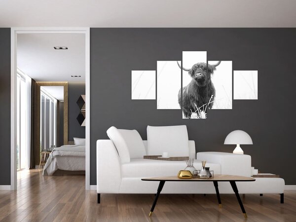 Obraz - Skotská kráva 4, černobílá (125x70 cm)