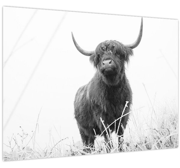 Obraz - Skotská kráva 4, černobílá (70x50 cm)