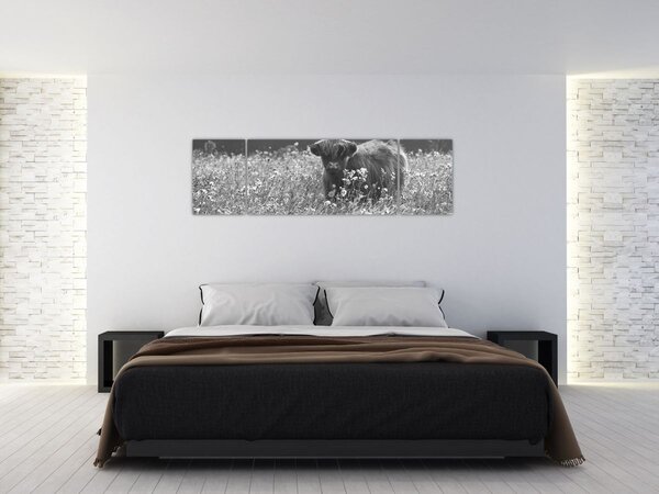 Obraz - Skotská kráva 5, černobílá (170x50 cm)