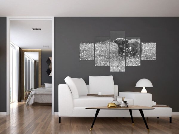 Obraz - Skotská kráva 5, černobílá (125x70 cm)