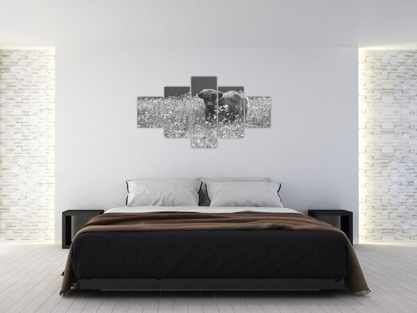 Obraz - Skotská kráva 5, černobílá (125x70 cm)