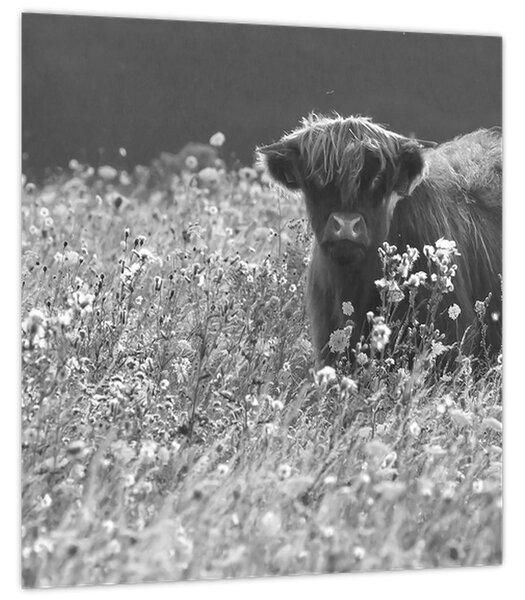 Obraz - Skotská kráva 5, černobílá (30x30 cm)