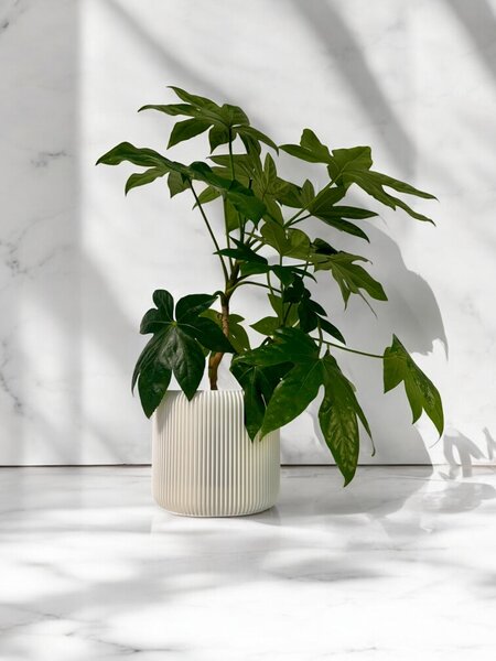 Plantbee Květináč Umbert 6cm bílá