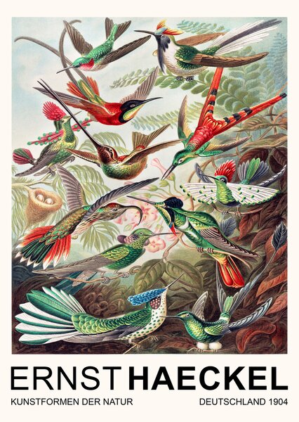 Obrazová reprodukce Trochilidae–Kolibris / Birds (Vintage Academia) - Ernst Haeckel, (30 x 40 cm)