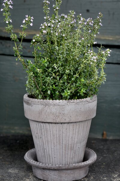 Bergs Potter Terakotový květináč Simona Grey - 12 cm BP121