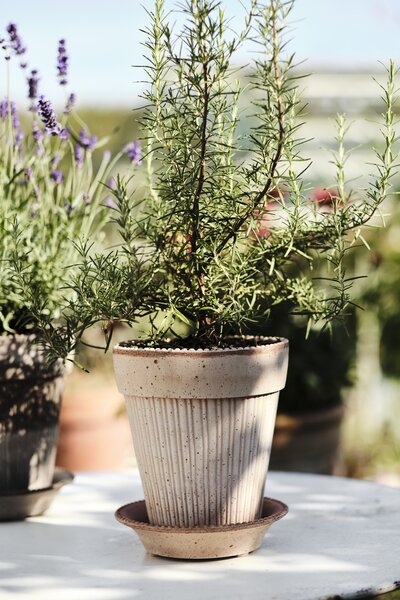 Bergs Potter Terakotový květináč Simona Rosa - 16 cm BP134