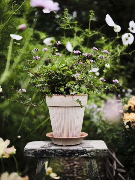 Bergs Potter Terakotový květináč Simona Rosa - 16 cm BP134