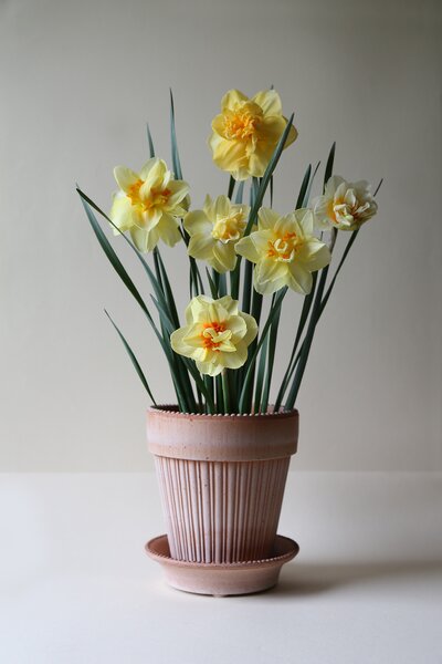 Bergs Potter Terakotový květináč Simona Rosa - 16 cm BP134