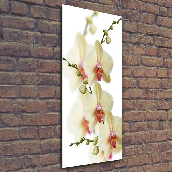 Vertikální Foto-obrah sklo tvrzené Orchidej osv-102443917