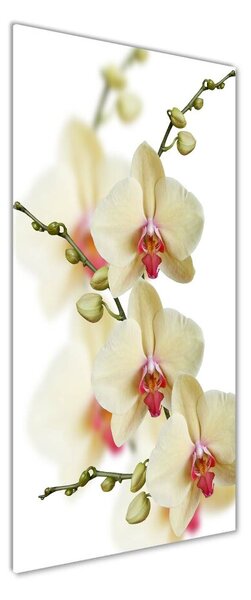 Vertikální Foto-obrah sklo tvrzené Orchidej osv-102443917