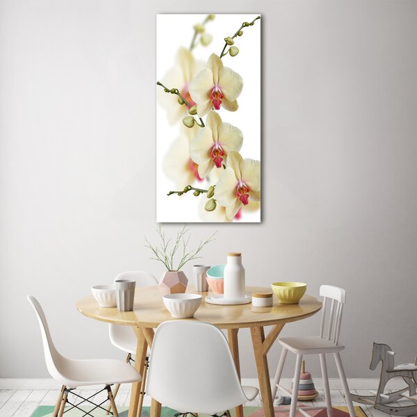 Vertikální Foto-obrah sklo tvrzené Orchidej osv-102443917
