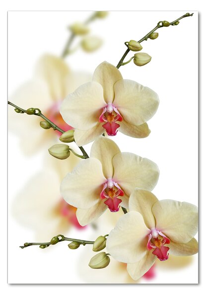 Vertikální Foto-obrah sklo tvrzené Orchidej osv-102443917