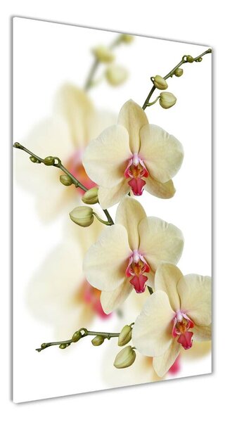 Vertikální Foto-obrah sklo tvrzené Orchidej osv-102443917