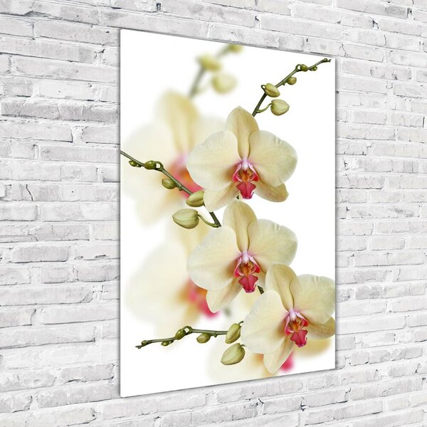 Vertikální Foto-obrah sklo tvrzené Orchidej osv-102443917