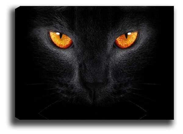 ASIR Obraz na plátně GEPARD 70 x 100 cm