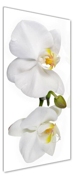 Vertikální Foto obraz fotografie na skle Bílá orchidej osv-103920801