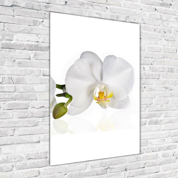 Vertikální Foto obraz fotografie na skle Bílá orchidej osv-103920801
