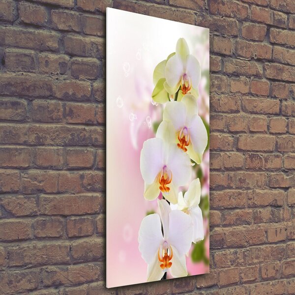 Vertikální Foto obraz fotografie na skle Bílá orchidej osv-103974386