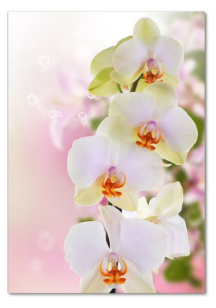 Vertikální Foto obraz fotografie na skle Bílá orchidej osv-103974386