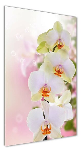 Vertikální Foto obraz fotografie na skle Bílá orchidej osv-103974386