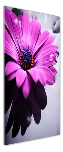 Vertikální Foto obraz fotografie na skle Růžová gerbera osv-104053300