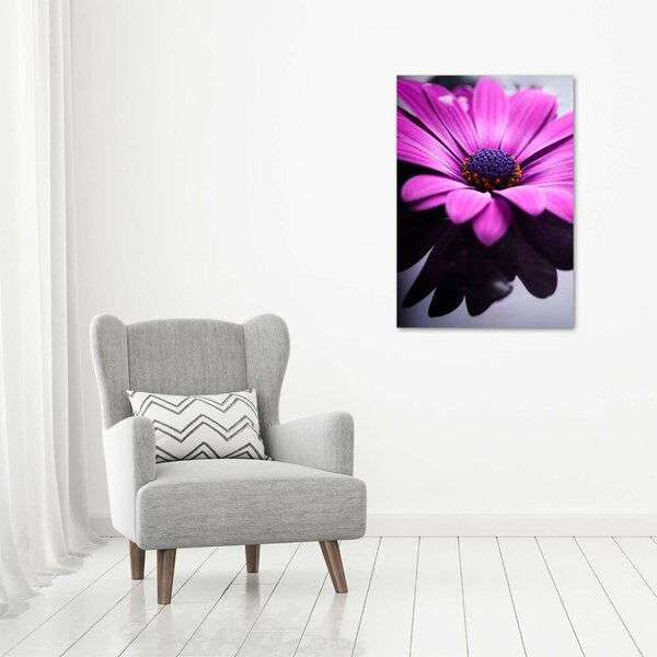 Foto-obraz canvas do obýváku Růžová gerbera ocv-104053300