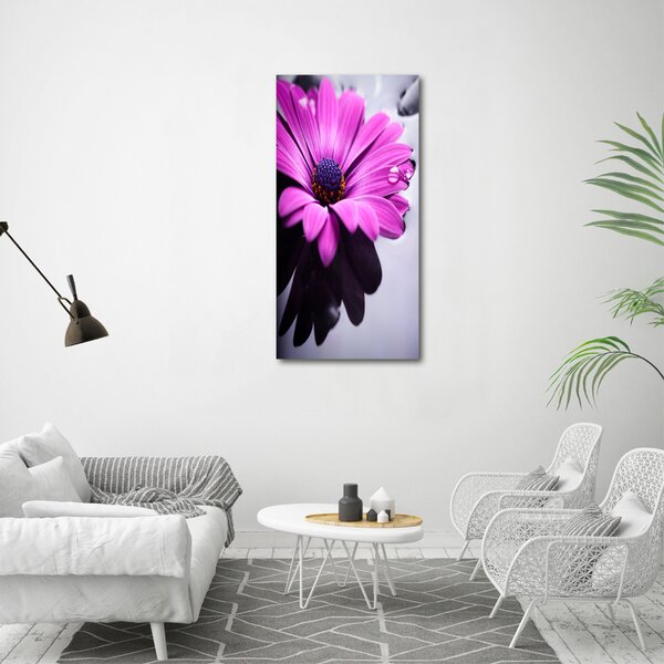 Foto-obraz canvas do obýváku Růžová gerbera ocv-104053300