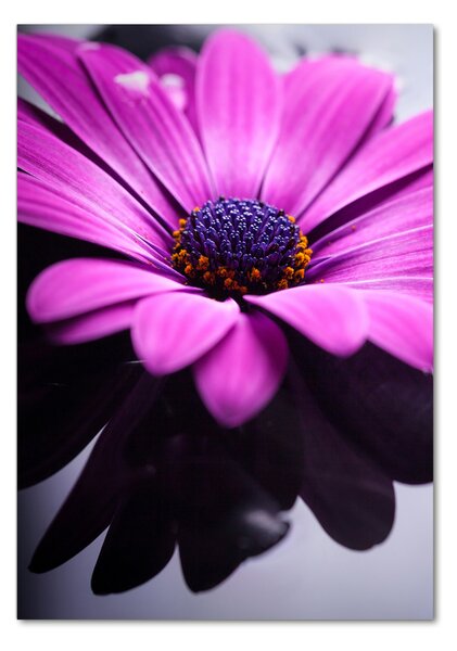 Vertikální Foto obraz fotografie na skle Růžová gerbera osv-104053300