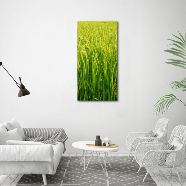 Foto-obraz canvas do obýváku Plantáž rýže ocv-104337572