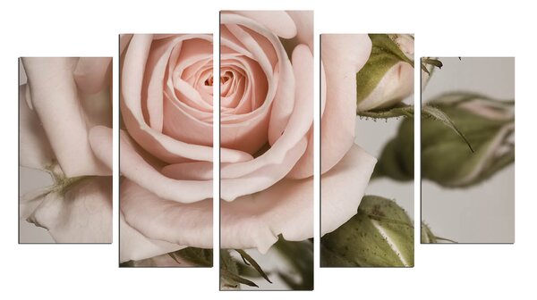 ASIR Obraz na MDF 5ks RŮŽE 20 x 60 cm (1) 20 x 50 cm (2) 20 x 40 cm (2)