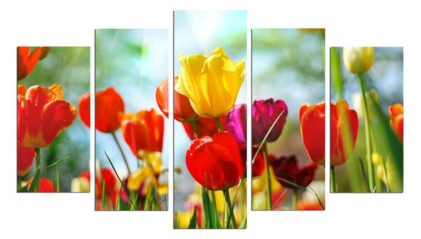 ASIR Obraz na MDF 5ks TULIPÁNY 20 x 60 cm (1) 20 x 50 cm (2) 20 x 40 cm (2)