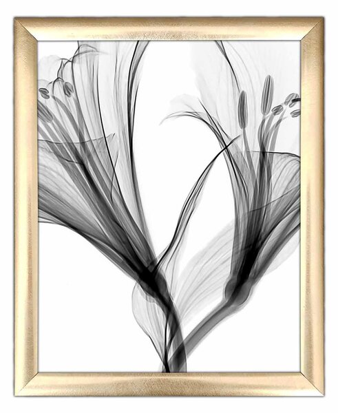 ASIR Obraz na MDF s rámem PRŮSVITNÉ KVĚTY 23,5 x 28,5 cm