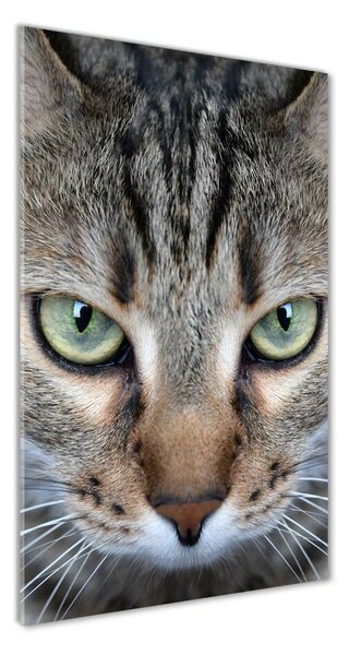 Vertikální Foto obraz sklo tvrzené Oči kočky osv-114220094