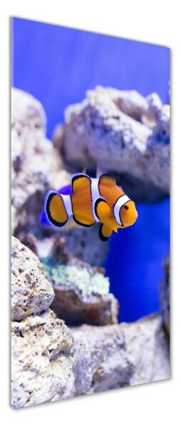 Vertikální Foto obraz sklo tvrzené Ryba Nemo osv-120479478