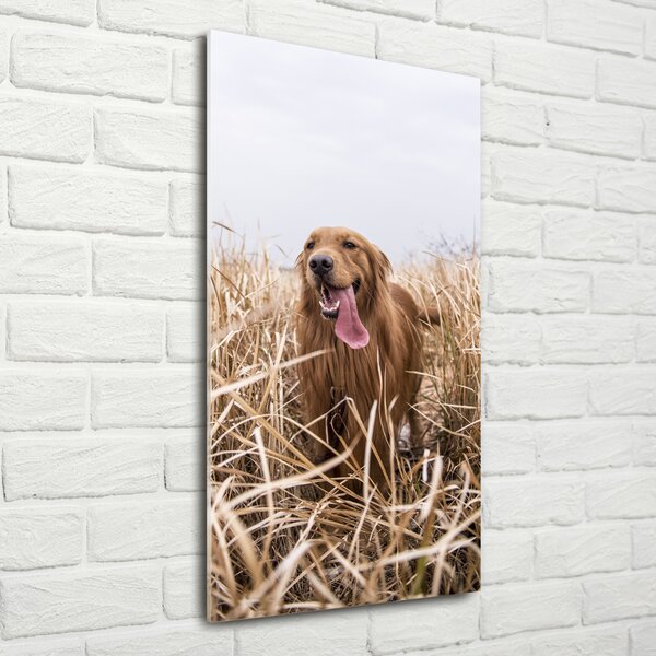 Vertikální Foto obraz skleněný svislý Golden retriever osv-122552617