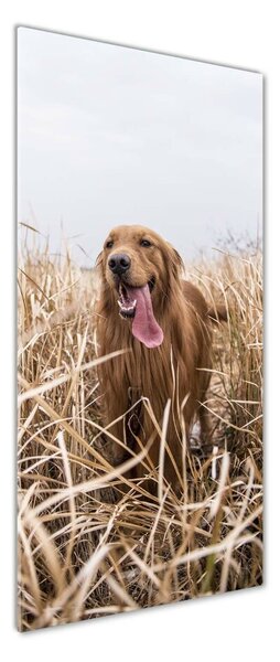 Vertikální Foto obraz skleněný svislý Golden retriever osv-122552617
