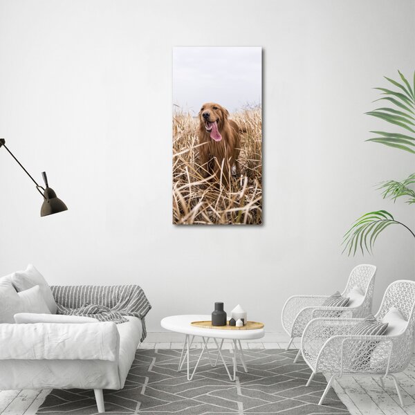 Vertikální Foto obraz na plátně Golden retriever ocv-122552617