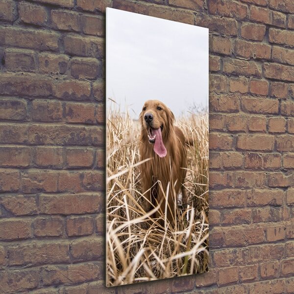 Vertikální Foto obraz skleněný svislý Golden retriever osv-122552617