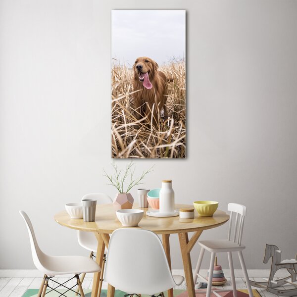 Vertikální Foto obraz skleněný svislý Golden retriever osv-122552617