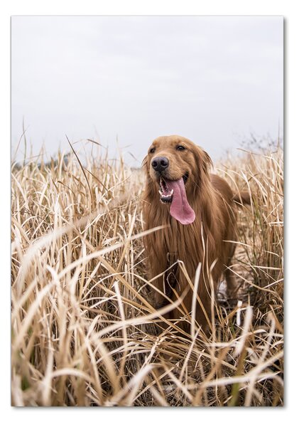 Vertikální Foto obraz skleněný svislý Golden retriever osv-122552617