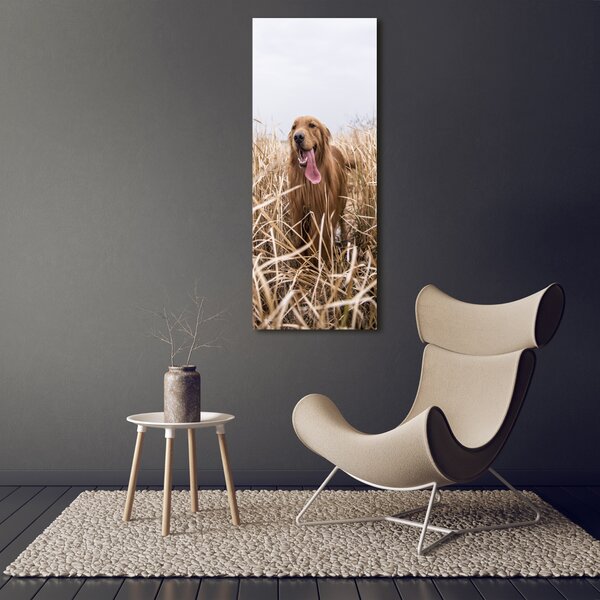 Vertikální Foto obraz na plátně Golden retriever ocv-122552617