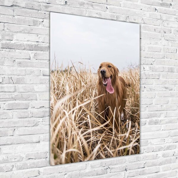 Vertikální Foto obraz skleněný svislý Golden retriever osv-122552617