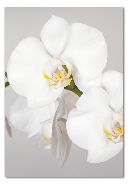 Vertikální Foto obraz fotografie na skle Bílá orchidej osv-133396361
