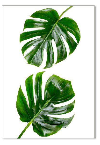 Vertikální Foto-obrah sklo tvrzené Monstera osv-145760830