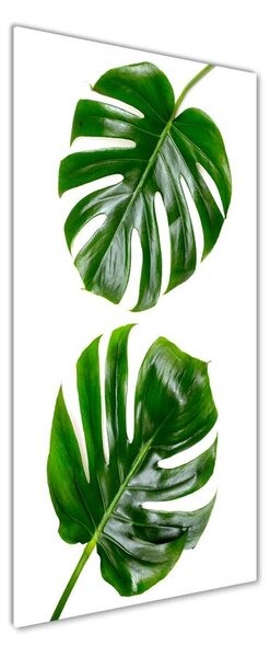 Vertikální Foto-obrah sklo tvrzené Monstera osv-145760830