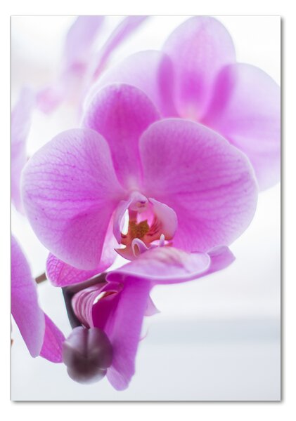 Vertikální Fotoobraz na skle Růžová orchidej osv-178713472