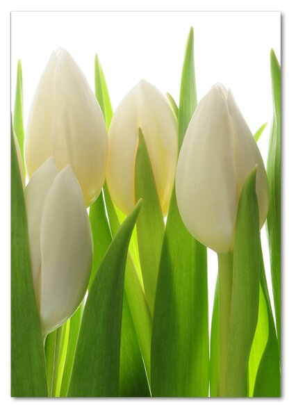Vertikální Foto obraz fotografie na skle Bílé tulipány osv-28819889
